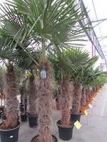 Tuinplant.nl Palmboom