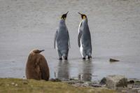 2023 19-Daagse expeditie Antarctica en de Falkland eilanden