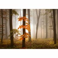 Fotobehang Foggy Autumn Forest