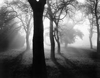 PGM Tom Weber - Bäume im Nebel I Kunstdruk 90x70cm