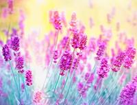 Papermoon Lavendel Bloemen Vlies Fotobehang 350x260cm