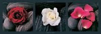 PGM Laurent Pinsard - Roses on stones Kunstdruk 95x33cm