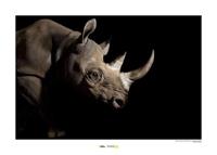 Komar Black Rhinoceros Kunstdruk