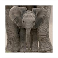 Pyramid Big Ears Baby Elephant Kunstdruk 40x40cm