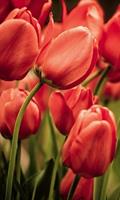 Dimex Red Tulips Vlies Fotobehang 150x250cm 2-banen