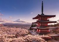 Pyramid Mount Fuji Blossom Poster 140x100cm