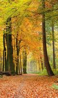 Dimex Autumn Forest Vlies Fotobehang 150x250cm 2-banen