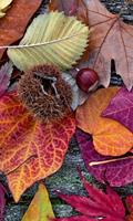 Dimex Autumn Leaves Vlies Fotobehang 150x250cm 2-banen