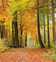 Dimex Autumn Forest Vlies Fotobehang 225x250cm 3-banen