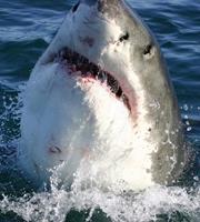 Dimex Shark Vlies Fotobehang 225x250cm 3-banen