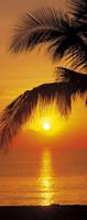 Komar Palmy Beach Sunrise Fotobehang 92x220cm