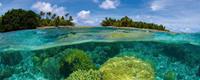 Dimex Coral Reef Vlies Fotobehang 375x150cm 5-banen