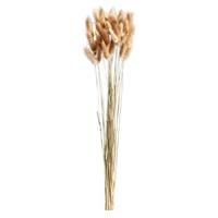 Leen Bakker Droogbloemen Lagurus - bruin - 45-50 cm