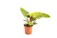 Flower-up Philondendron Imperial Green Large - 50-60 Cm - 1 Stuk
