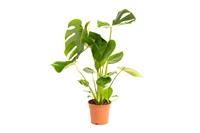 Flower-up Gatenplant - Monstera Deliciosa - Large - 65 - 75Cm - 1 Stuk