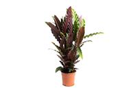 Flower-up Pauwenplant - Calathea Rufibarba - Large -  50-60Cm - 1 Stuk