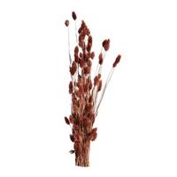 Leen Bakker Droogbloemen Phalaris - bruin - 76 cm
